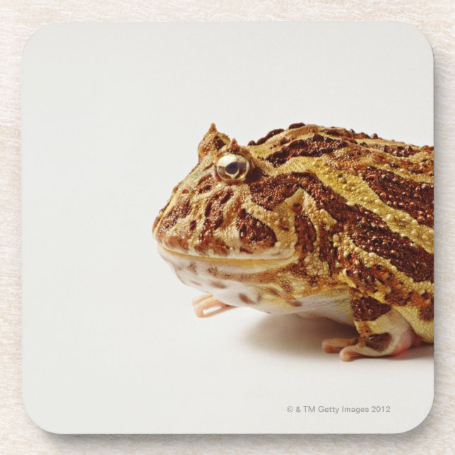 Profile of Argentine Horned Frog Drink Coaster (Front)