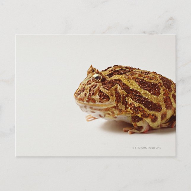 Profile of Argentine Horned Frog Postcard (Front)