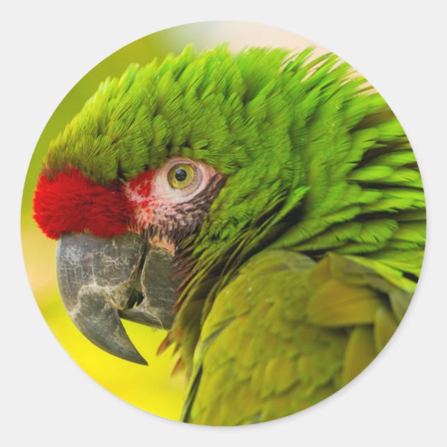 Profile of macaw at Santa Barbara Zoo Classic Round Sticker (Front)