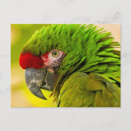 Profile of macaw at Santa Barbara Zoo Postcard