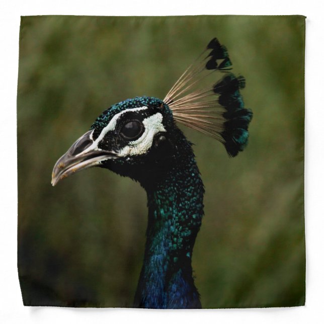 Profile of Peacock  Bandana (Front)