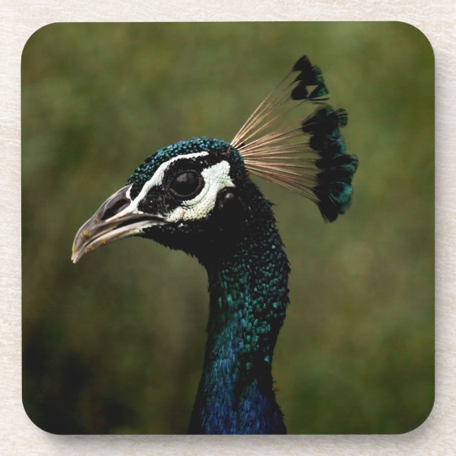 Profile of Peacock  Beverage Coaster (Front)