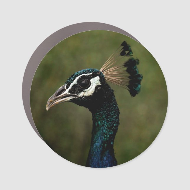 Profile of Peacock  Car Magnet (Front)