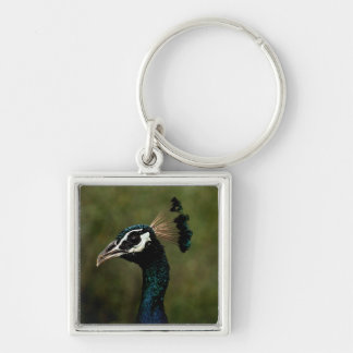 Profile of Peacock Keychain