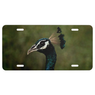 Profile of Peacock License Plate