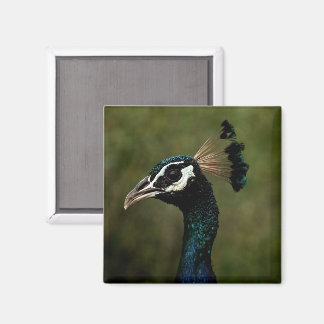 Profile of Peacock  Magnet