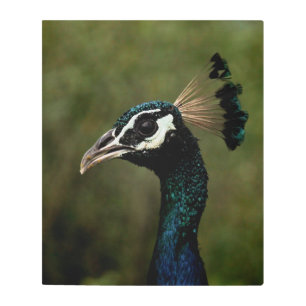 Profile of Peacock Metal Print