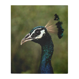 Profile of Peacock Metal Print