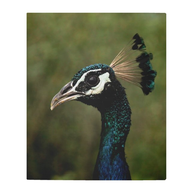 Profile of Peacock  Metal Print (Front)