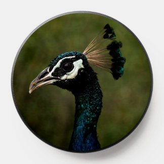 Profile of Peacock  PopSocket