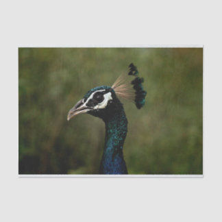 Profile of Peacock  Tissue Paper