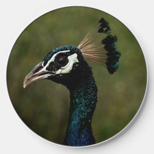 Profile of Peacock Wireless Charger (Front)