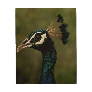 Profile of Peacock Wood Wall Art