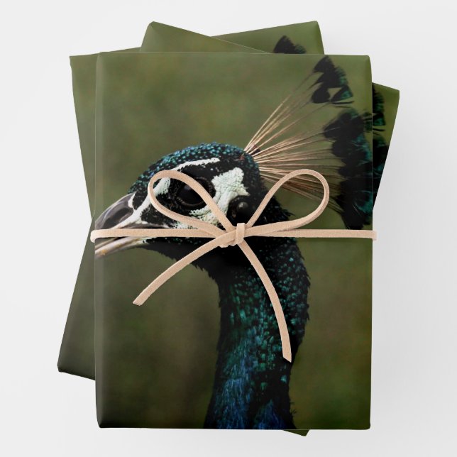 Profile of Peacock  Wrapping Paper Sheets (In situ)
