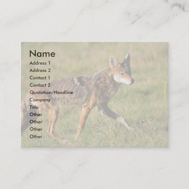 profile or business card, coyote business card (Front)