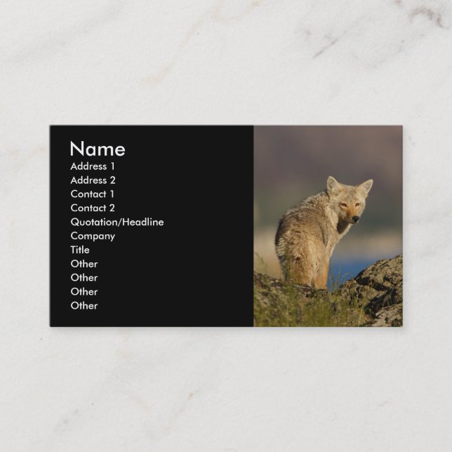 profile or business card, coyote business card (Front)