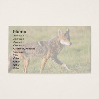 Coyote Business Cards & Templates | Zazzle