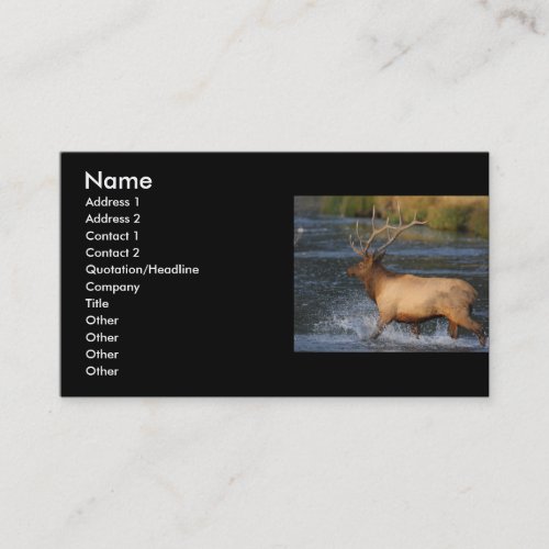 profile or business card, elk splash