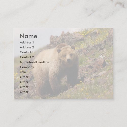profile or business card, grizzly bear