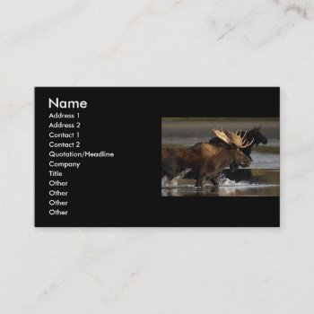 Profile Or Business Card  Moose Splash Business Card by WorldDesign at Zazzle