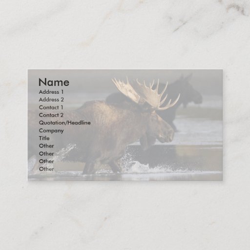 Customizable profile or business card, moose splash