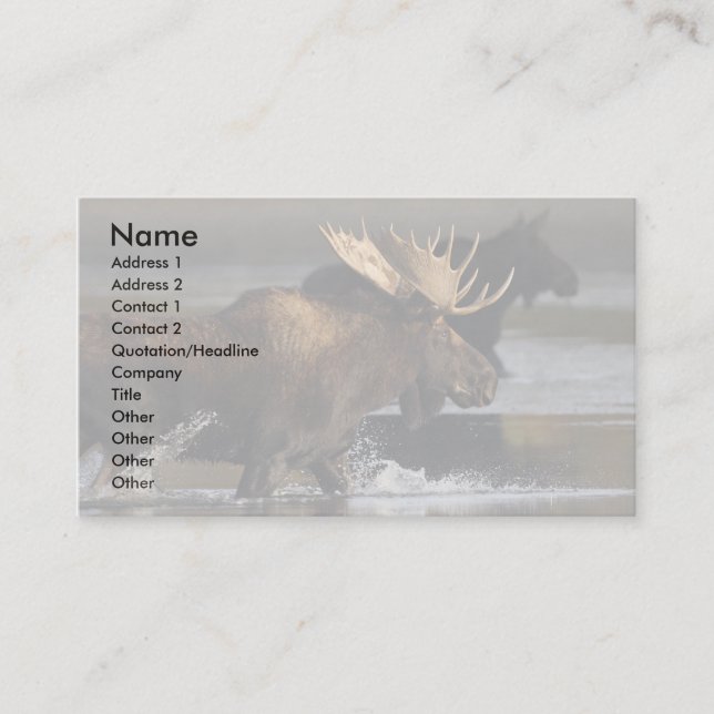 profile or business card, moose splash business card (Front)