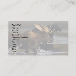 profile or business card, moose splash card