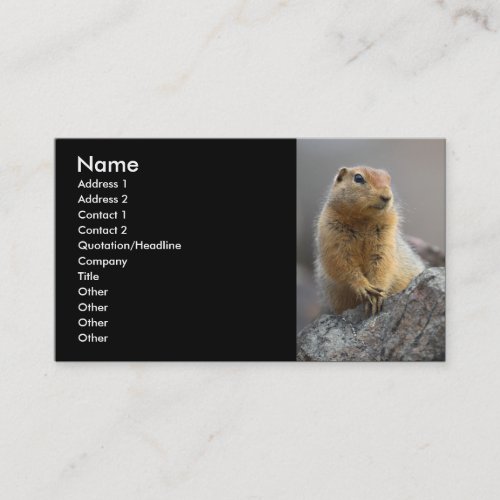 profile or business card, squirrel