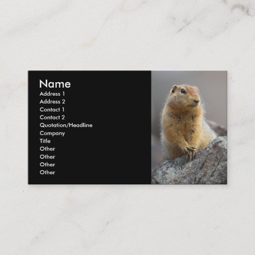 Customizable profile or business card, squirrel