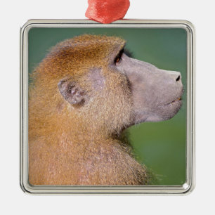 Profile portrait of baboon (Papio) on the green ba Metal Ornament