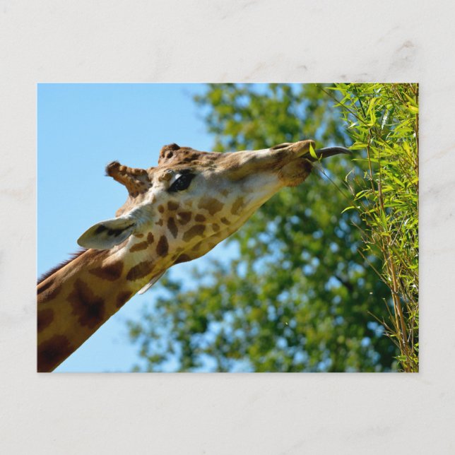 Profile portrait of giraffe eating leaf holiday postcard (Front)