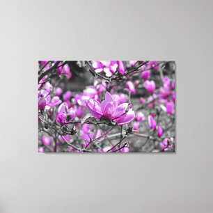 Profuse Magnolia Blooms Triptych Canvas Print