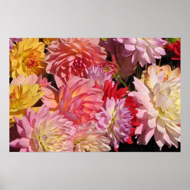 Profusion of Dahlias Poster (Front)