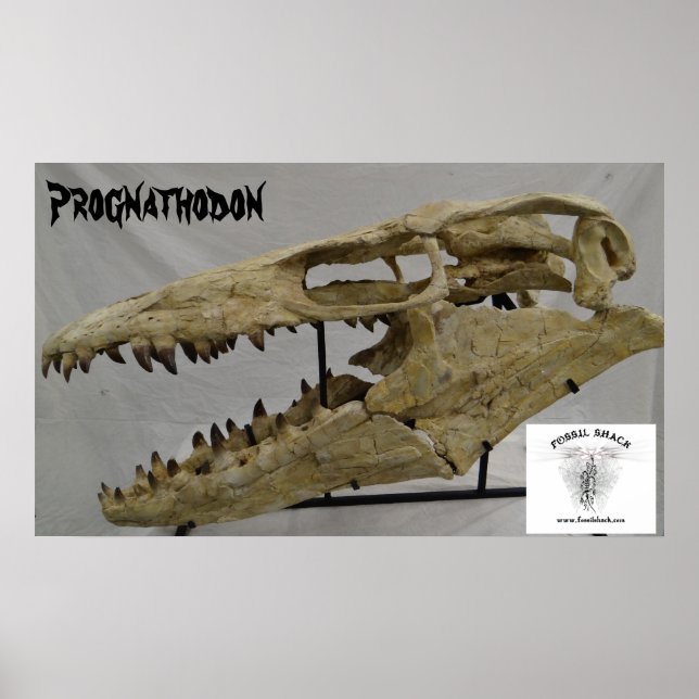 Prognathodon Mosasaur Poster (Front)