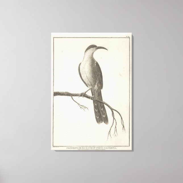 Promerops or Bee Eater of California Canvas Print (Front)