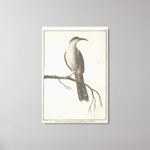 Promerops or Bee Eater of California Canvas Print