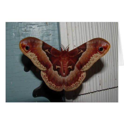 Promethea Moth Cards (Front Horizontal)