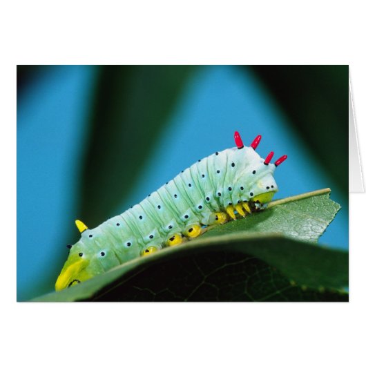 Prometheus Moth Caterpillar, Callosamia Cards (Front Horizontal)