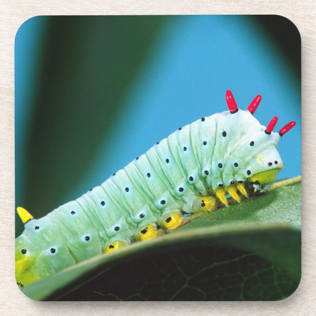 Prometheus Moth Caterpillar, Callosamia Coaster (Front)