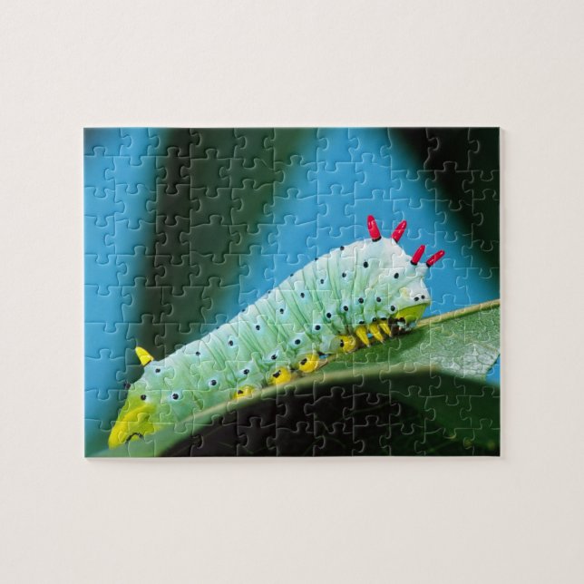 Prometheus Moth Caterpillar, Callosamia Jigsaw Puzzle (Horizontal)