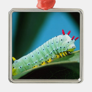 Prometheus Moth Caterpillar, Callosamia Metal Ornament