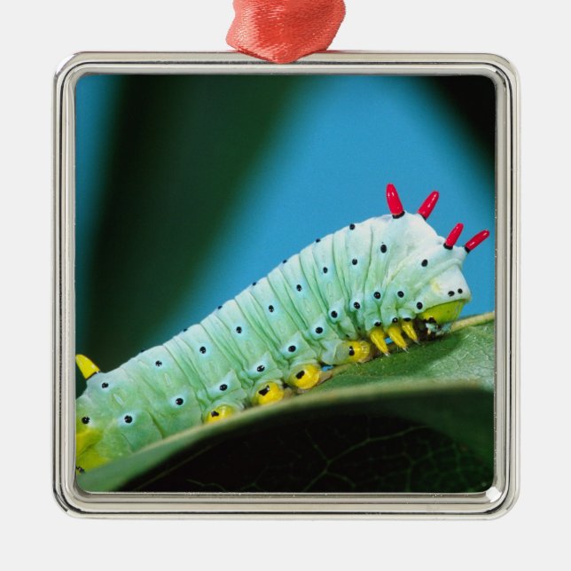 Prometheus Moth Caterpillar, Callosamia Metal Ornament (Front)