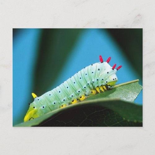 Prometheus Moth Caterpillar Callosamia Postcard