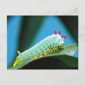 Prometheus Moth Caterpillar  Callosamia Postcard by theworldofanimals at Zazzle