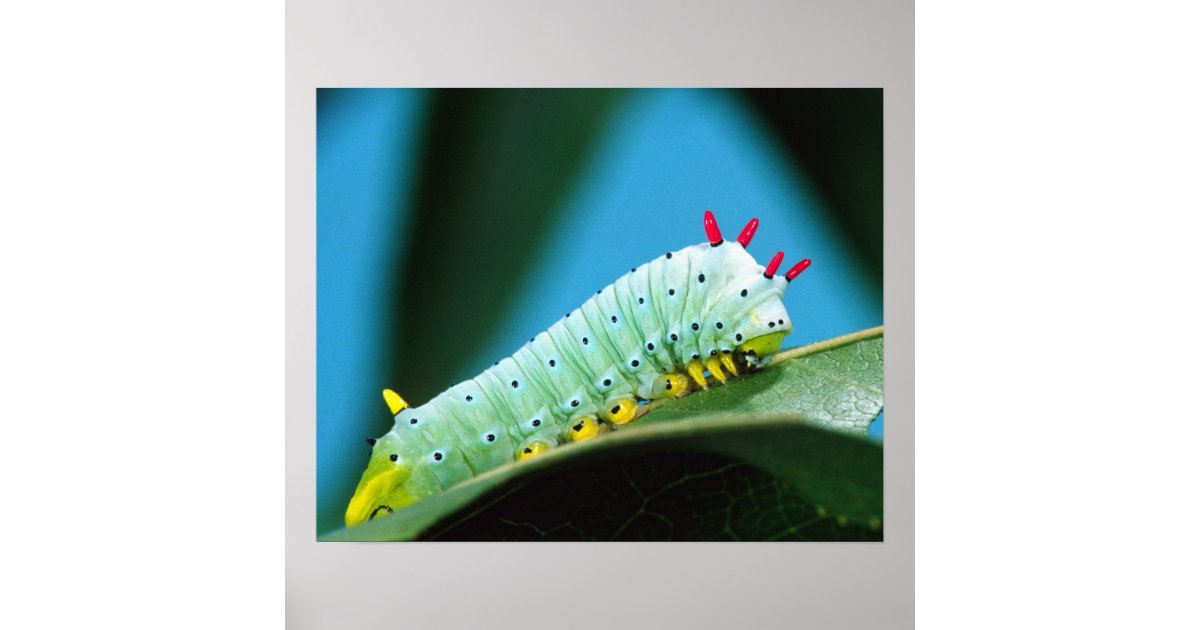 Prometheus Moth Caterpillar, Callosamia Poster | Zazzle