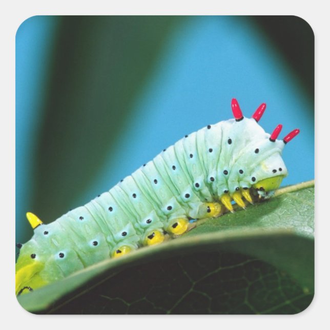 Prometheus Moth Caterpillar, Callosamia Square Sticker (Front)