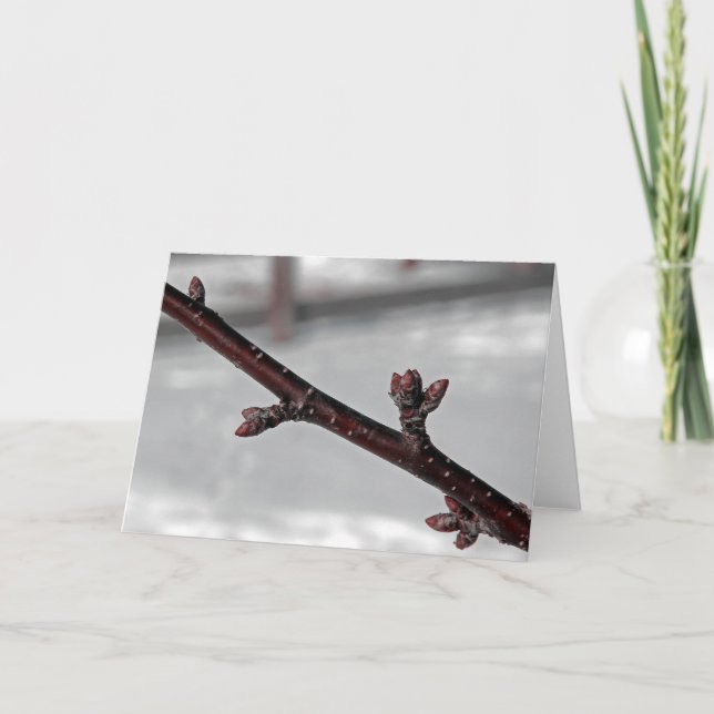 Promise of Spring tree branches snow all occasions Card (Front)