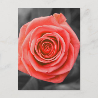 Promise Rose Postcard