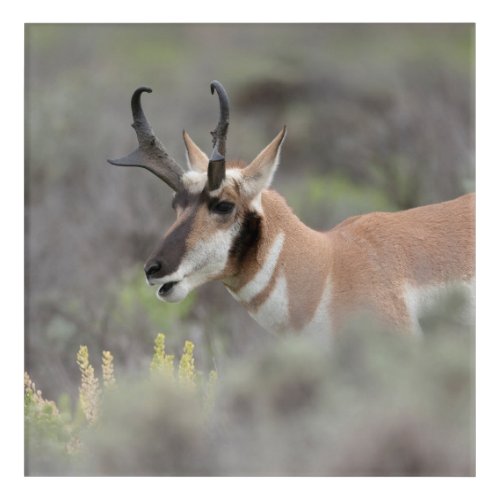 Pronghorn Antelope Buck  Grand Tetons Acrylic Print