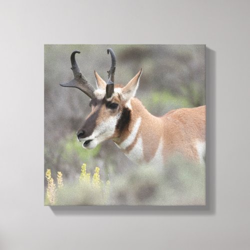 Pronghorn Antelope Buck  Grand Tetons Canvas Print
